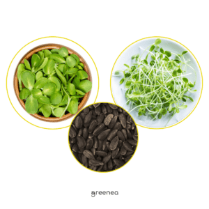 napraforgo mikrozöld mag