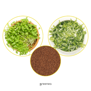 Rukkola mikrozöld és csíramag BIO