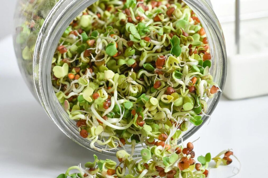 Hogyan csíráztass üvegben?