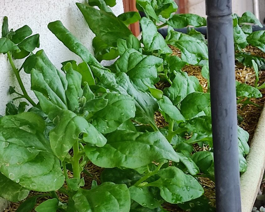 Új-zélandi spenót ültetőállványban öntözés után – sötétzöld levelek vízcseppekkel, szalmamulcs talajtakarással