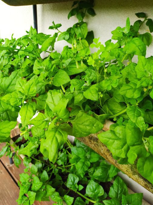 Új-zélandi spenót ültetőállványban termesztve – buja zöld hajtások kilógnak a farácsok közül