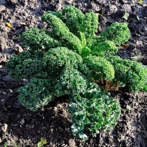 Fodros kel Dwarf Blue Curled – sűrűn fodrozott, élénkzöld kel levelek közelről