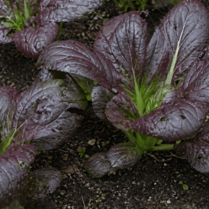 komatsuna japán mustárspenót vetőmag