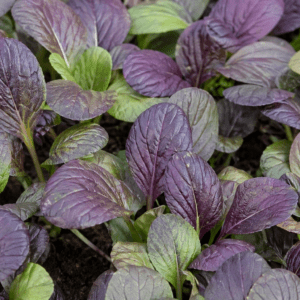 pak choi vörös levelű bébi saláta vetőmag