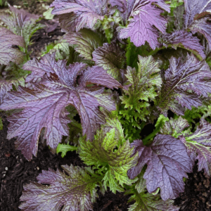 mustár red dragon vetőmag