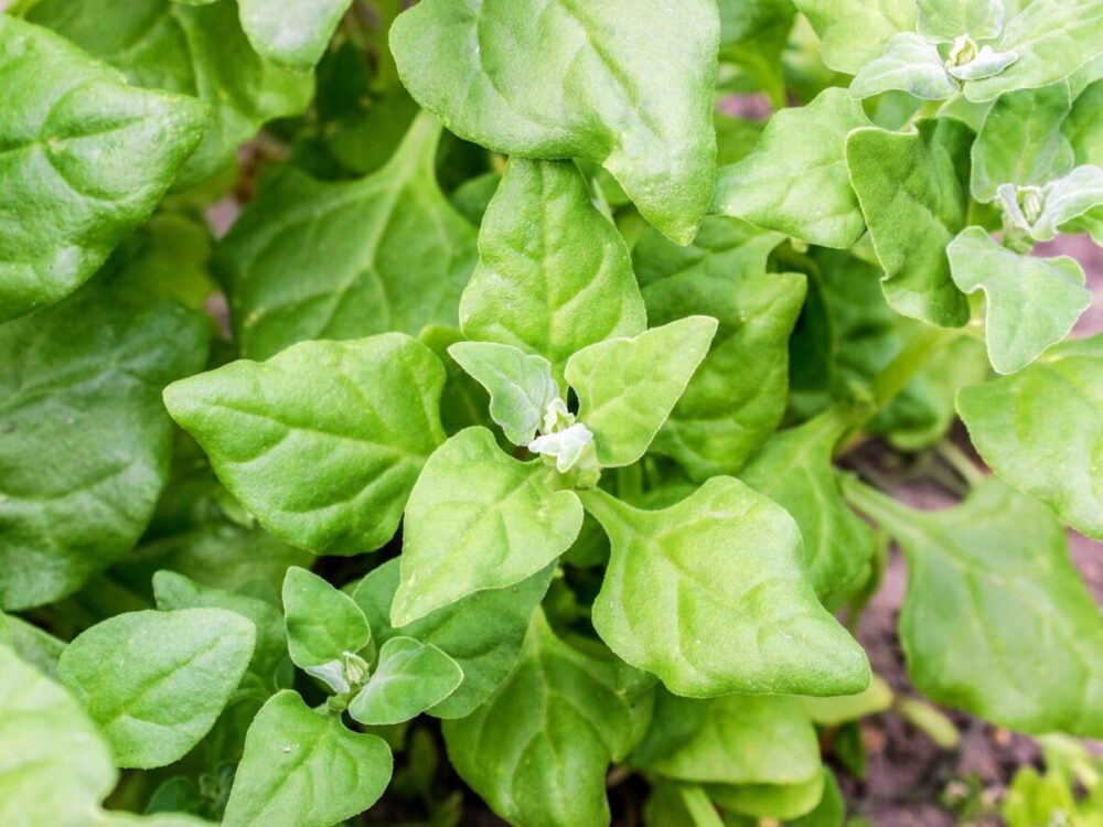 Új-zélandi spenót közeli fotója virágzásban – húsos háromszög levelek és apró fehér virág